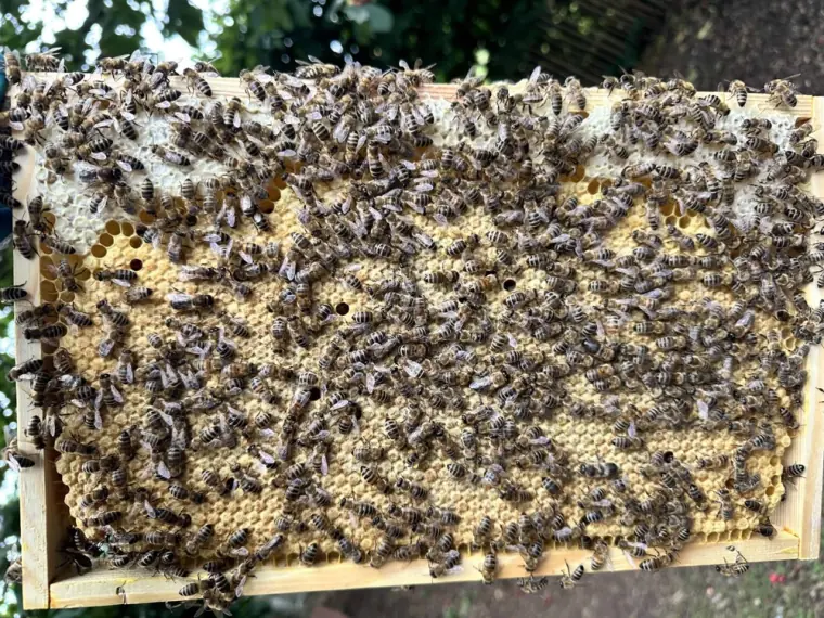 Broedraam vol honingbijen
