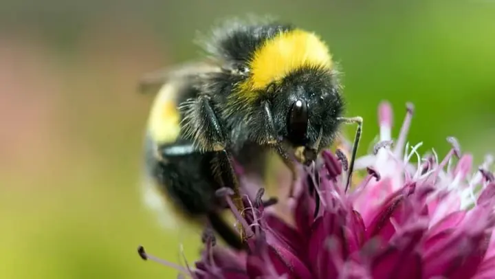 Hommel