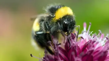 Hommel